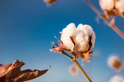 Cotton Posting Monday Midday Strength